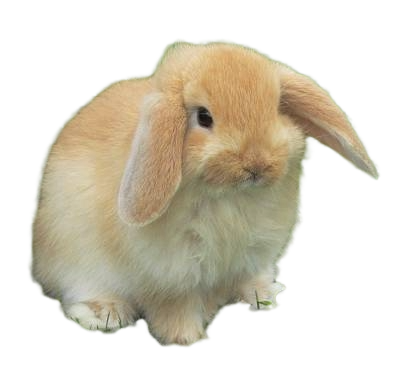 Bunny
