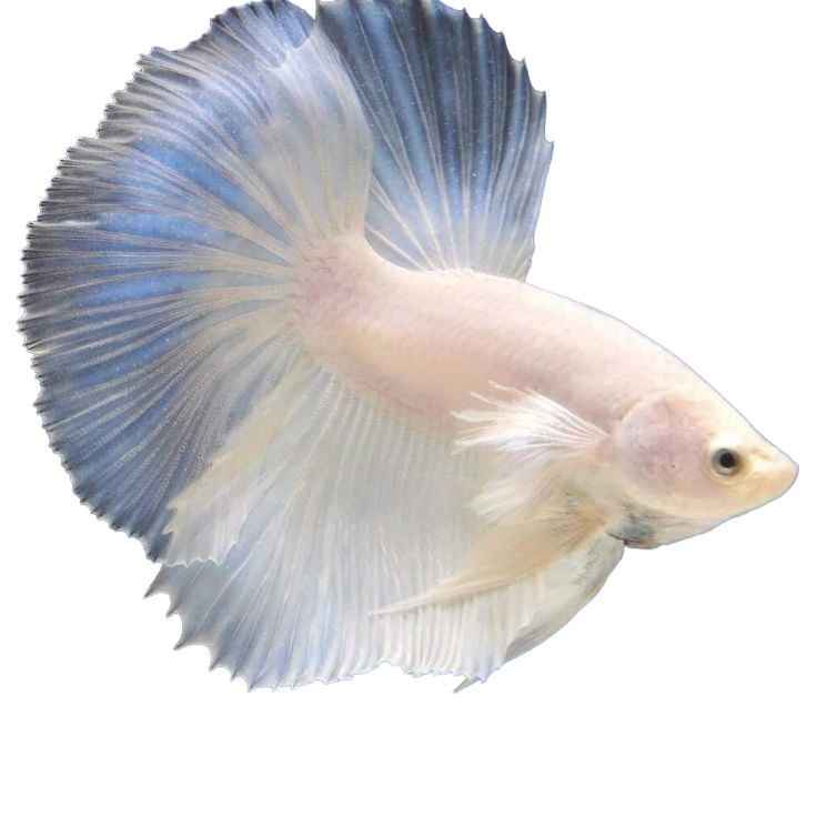 Beta Fish