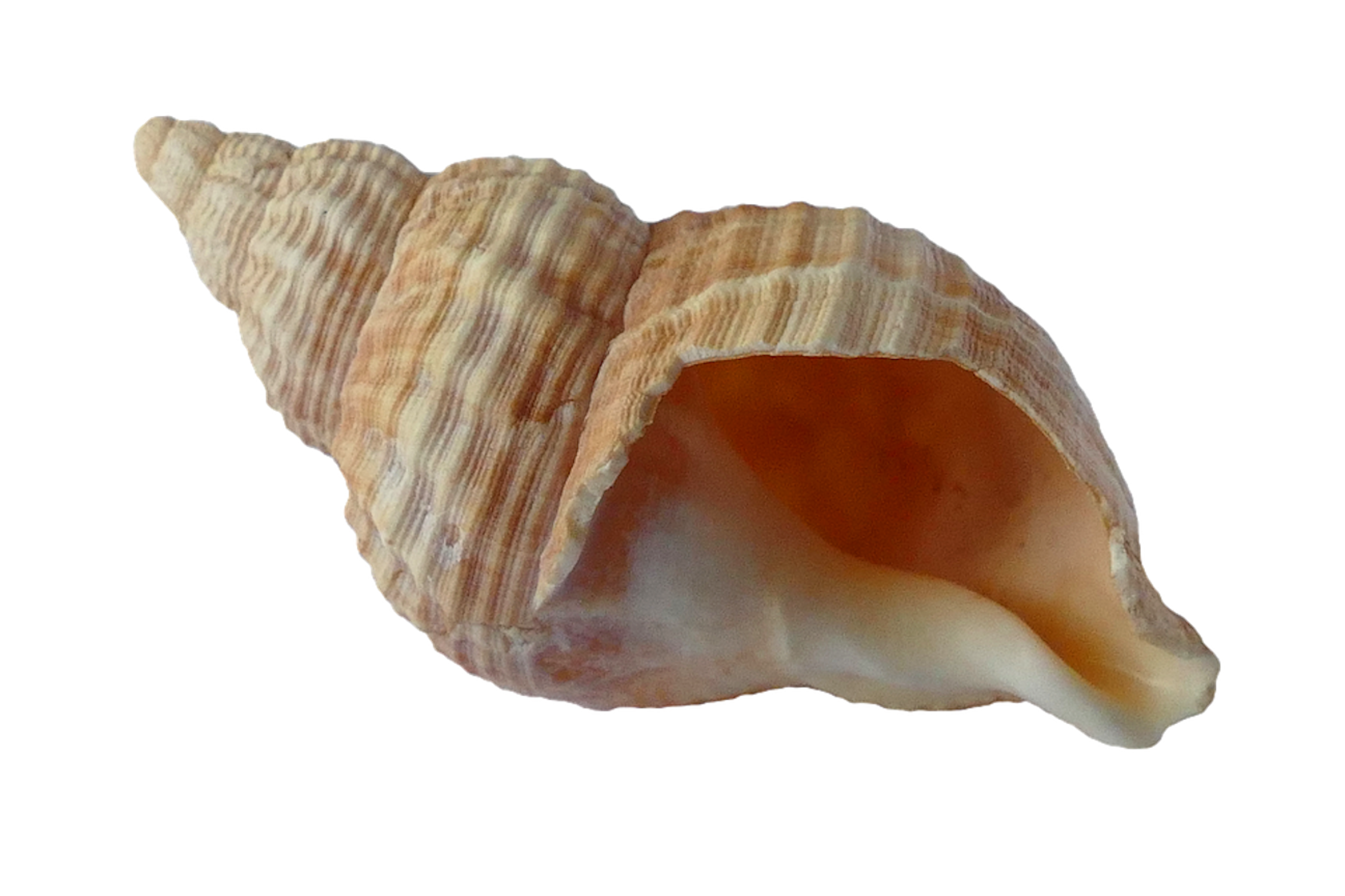 Conch Shell
