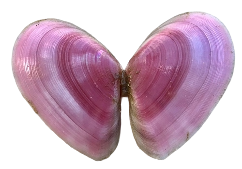 Coquina Shell