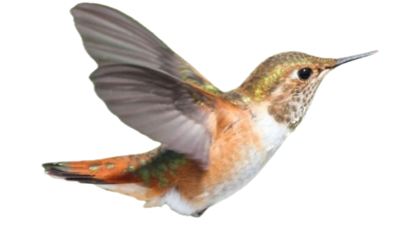 Hummingbird