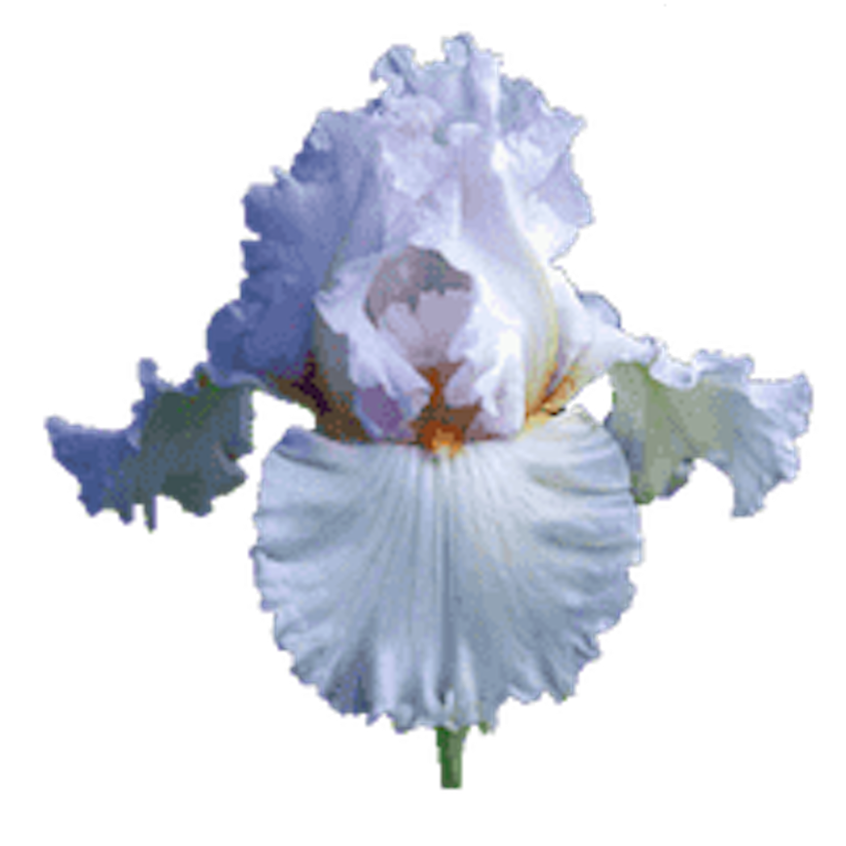Iris