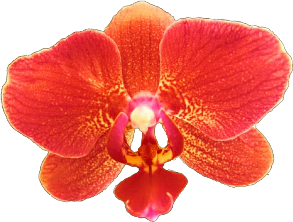 Orchid