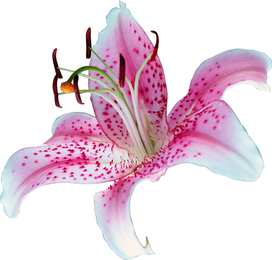 Pink Lily