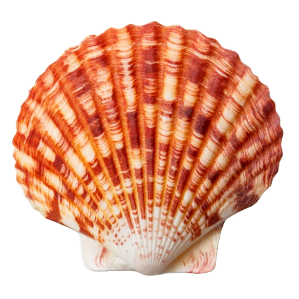 Scallop Shell