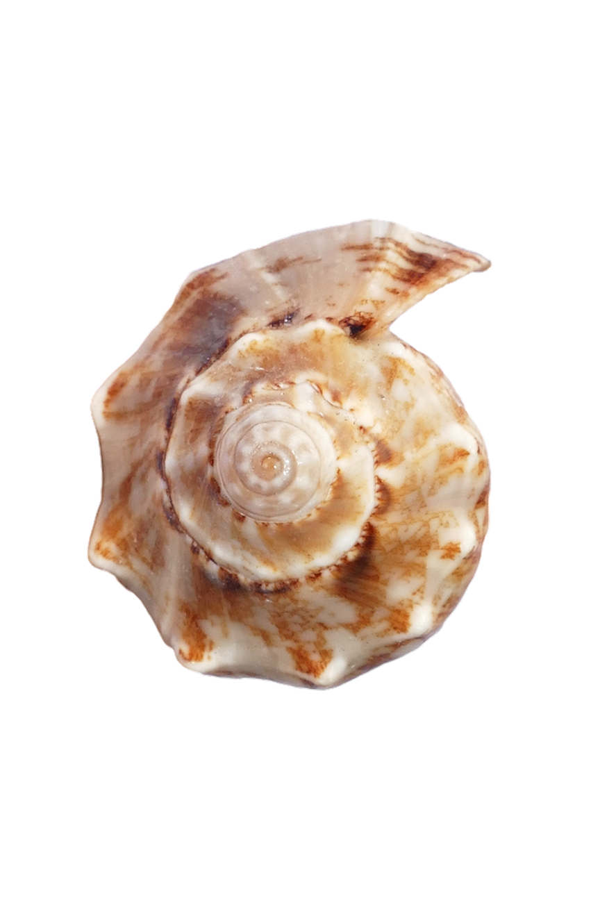 Spiral Shell