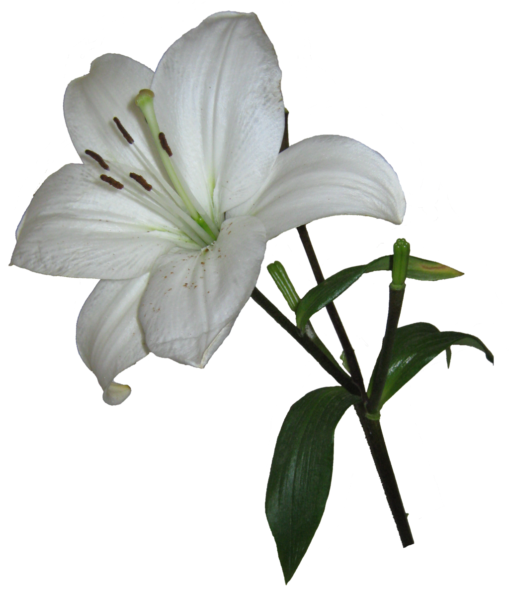 White Lily